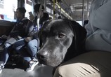 ТВ Щенячья школа / Pick of the Litter (2018) - cцена 2