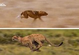 ТВ Заклятые враги: кошки против собак / Ultimate rivals. Cat v. Dog (2017) - cцена 1