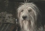 Фильм Парень и его пёс / A Boy And His Dog (1975) - cцена 2