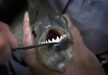ТВ Discovery Channel: Animal Planet: Речные монстры / River monsters (2009) - cцена 5