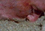 Сцена из фильма Касаясь пустоты / Touching the Void (2003) Касаясь пустоты сцена 10