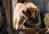 Фильм Собачья жизнь / A Dog's Purpose (2017) - cцена 3