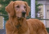 Фильм Дорога домой 2: Затерянные в Сан-Франциско / Homeward Bound II: Lost in San Francisco (1996) - cцена 3