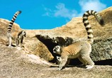 ТВ Остров лемуров: Мадагаскар / Island of Lemurs: Madagascar (2014) - cцена 2