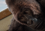 Фильм Удивительное путешествие доктора Дулиттла / Dolittle (2020) - cцена 1