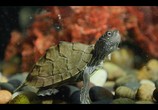 ТВ Крошечные существа / Tiny Creatures (2020) - cцена 8