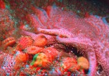 ТВ Тайны подводного мира 3D / Deep Sea 3D (2006) - cцена 3