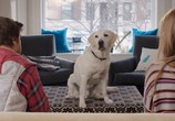 Фильм Имущество с хвостом / Who Gets the Dog? (2016) - cцена 3