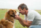 Фильм Собачья жизнь / A Dog's Purpose (2017) - cцена 2