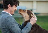 Фильм Путь домой / A Dog's Way Home (2019) - cцена 1