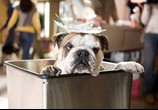Фильм Отель для собак / Hotel for Dogs (2009) - cцена 4