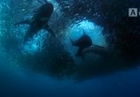 ТВ BBC. Земля: Взгляд из космоса / Earth from space (2019) - cцена 7