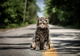 Фильм Кладбище домашних животных / Pet Sematary (2019) - cцена 4