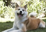 Фильм Хатико: Самый верный друг / Hachiko: A Dog's Story (2009) - cцена 1