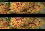 ТВ Чудеса моря в 3D / Wonders of the Sea 3D (2017) - cцена 2