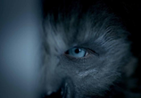 Фильм Волки / Wolves (2014) - cцена 5