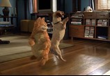 Фильм Гарфилд / Garfield (2004) - cцена 4