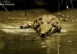 ТВ Discovery Channel: Animal Planet: Речные монстры / River monsters (2009) - cцена 2