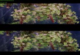 ТВ Чудеса моря в 3D / Wonders of the Sea 3D (2017) - cцена 7